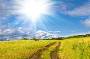 Yellow field, sun and dirty rural road