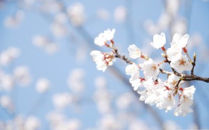 White blossoms